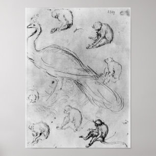 Pfau und sechs Affen Poster