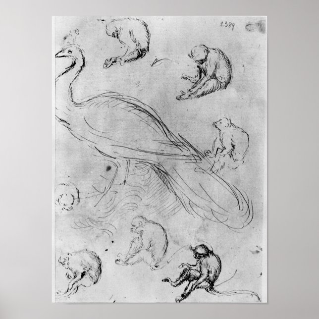 Pfau und sechs Affen Poster (Vorne)