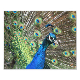 Pfau vieler Farben Fotodruck