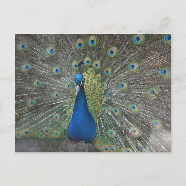 Pfau-Vogel Postkarte (Vorderseite)