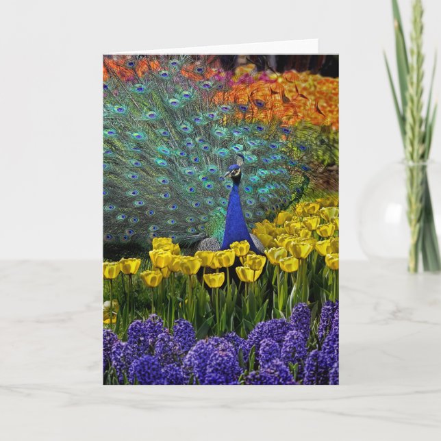 Pfau von Tulips Karte (Vorderseite)