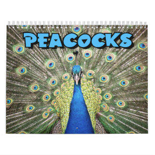 Pfau-Wandkalender Kalender