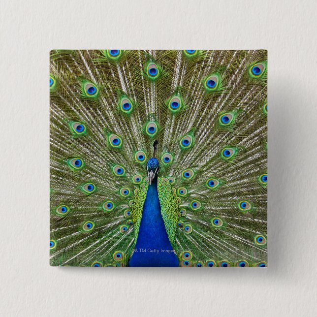Pfau zeigt seine Federn Button (Vorderseite)