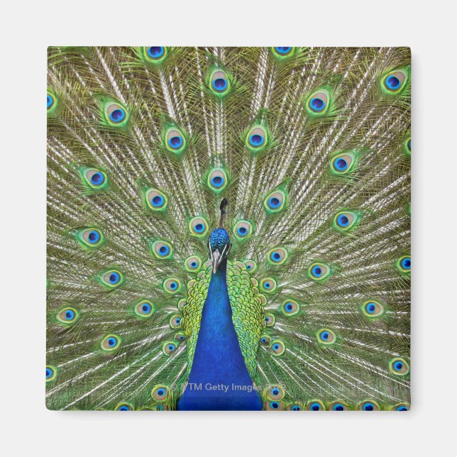 Pfau zeigt seine Federn Magnet (Vorne)