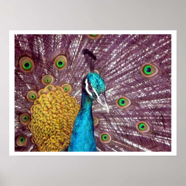 Pfau zeigt Stolz Poster (Vorne)