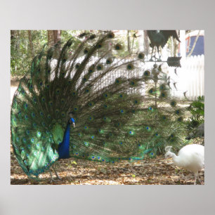 Pfauen-Vogelfederkleid und Albino-Pfauenhenne Foto Poster