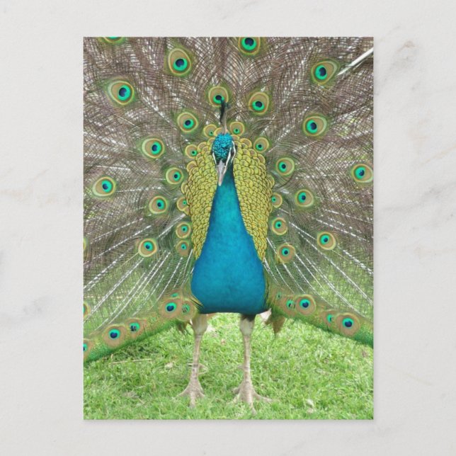Pfauenart vo1 postkarte (Vorderseite)