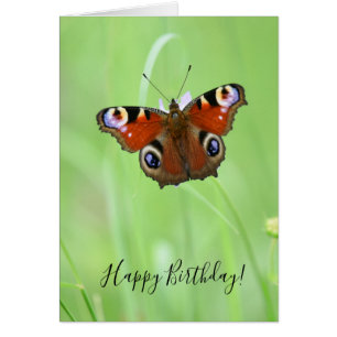 Pfauenauge Schmetterling
