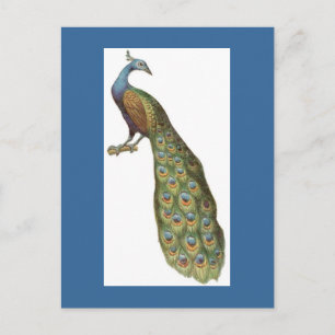 Pfauendarstellung Postkarte