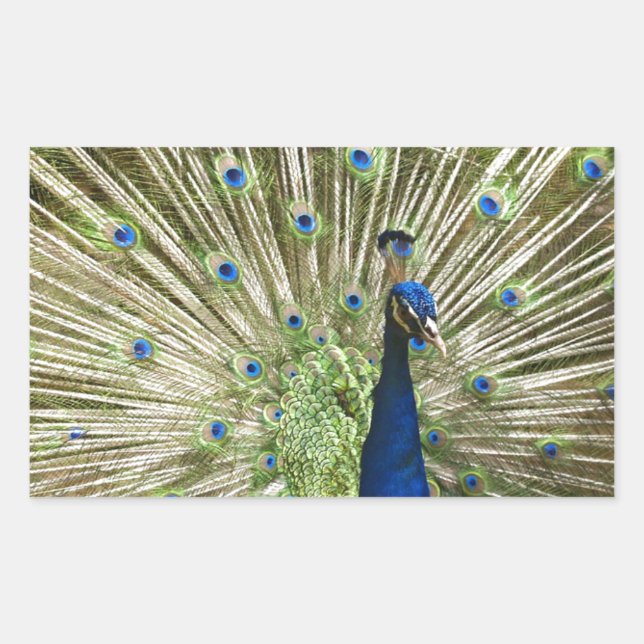 Pfauendarstellung Rechteckiger Aufkleber (Vorderseite)