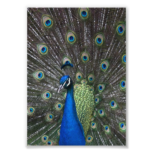Pfauendrucke gestrichen fotodruck (Vorne)