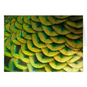 Pfauenfeathers II Farbenfrohe Natur