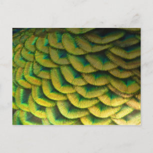 Pfauenfeathers II Farbenfrohe Natur Postkarte
