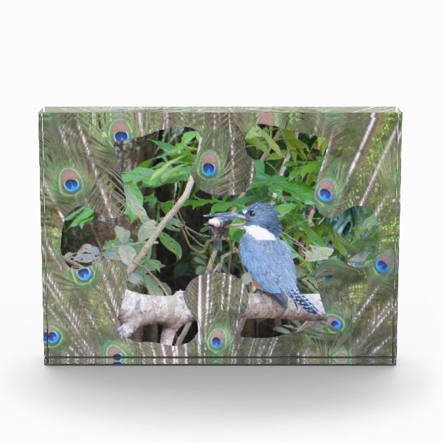 Pfauenfeathers Puzzle Piece Foto Block (Vorderseite)
