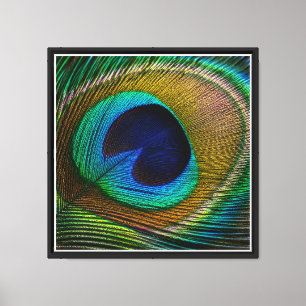 Pfauenfeder-Auge Leinwanddruck