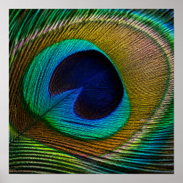 Pfauenfeder-Auge Poster