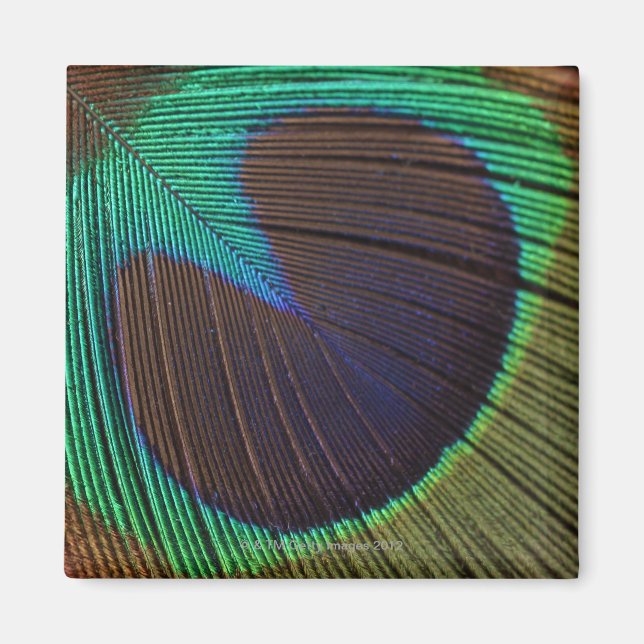 Pfauenfeder Magnet (Vorne)
