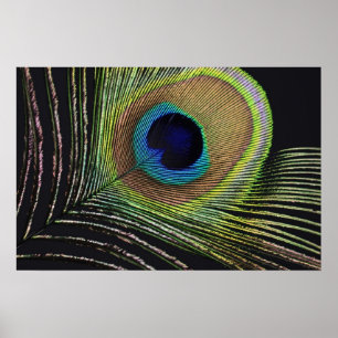 Pfauenfeder Poster