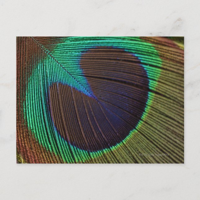 Pfauenfeder Postkarte (Vorderseite)