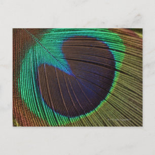 Pfauenfeder Postkarte