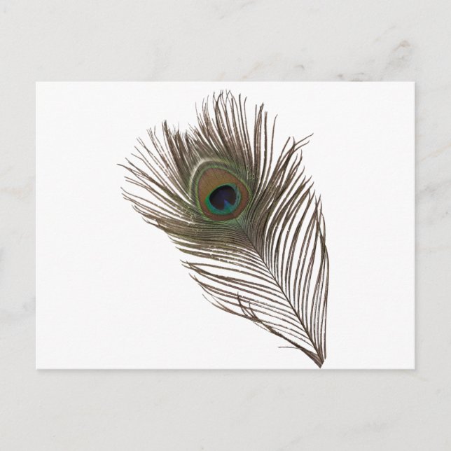Pfauenfeder Postkarte (Vorderseite)