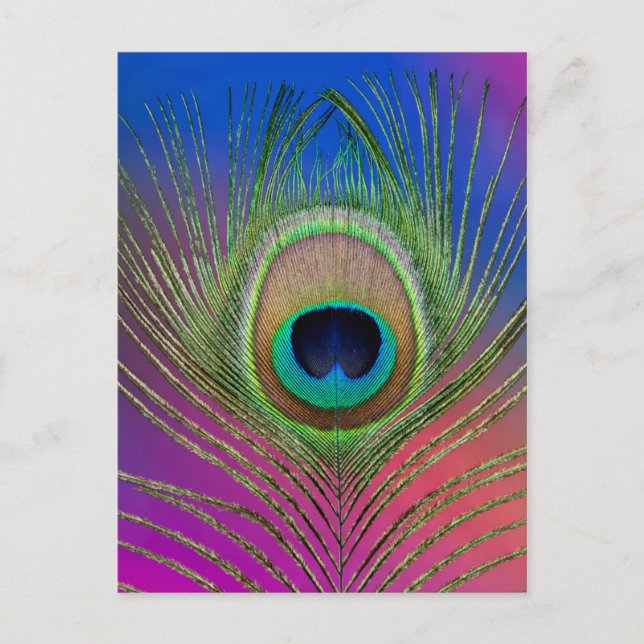 Pfauenfeder Postkarte (Vorderseite)