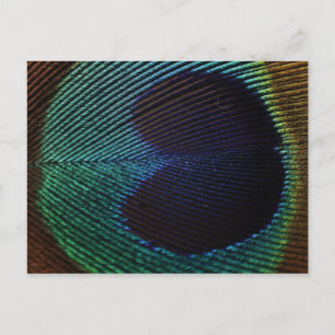 Pfauenfeder Postkarte