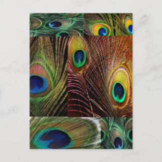 Pfauenfederhalterung Postkarte