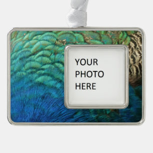 Pfauenfedern I Farbige abstrakte Naturgestaltung Rahmen-Ornament Silber