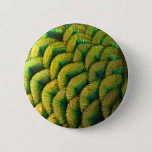 Pfauenfedern II Farbige Natur Button