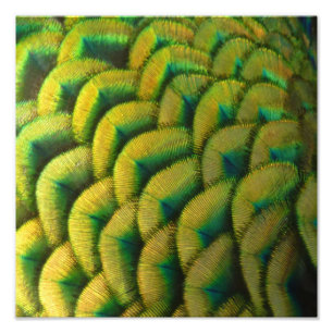 Pfauenfedern II Farbige Natur Fotodruck