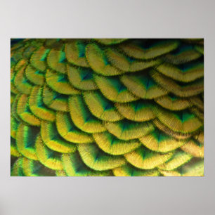 Pfauenfedern II Farbige Natur Poster