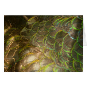 Pfauenfedern III (weiblich) Subtiles Naturdesign