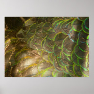 Pfauenfedern III (weiblich) Subtiles Naturdesign Poster