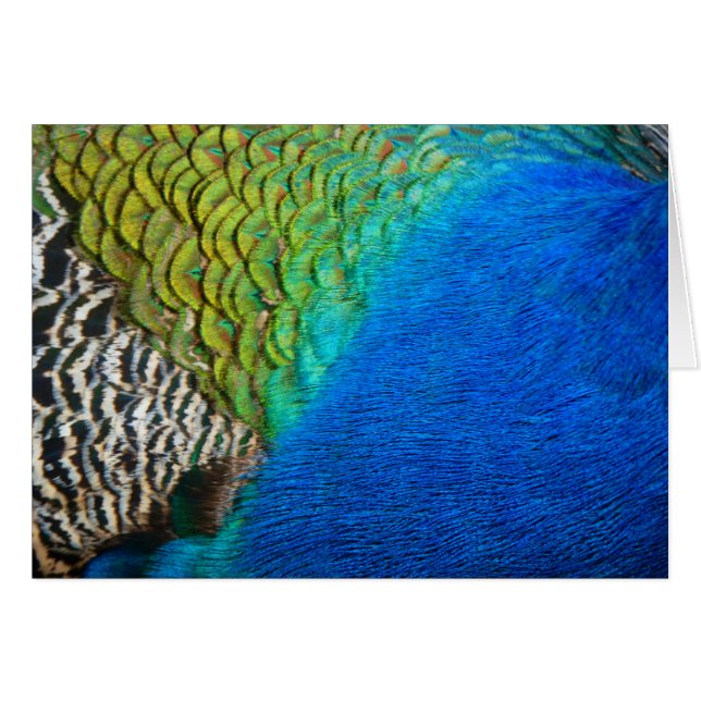 Pfauenfedern IV Farbenfrohe Abstrakte Natur (Vorderseite (Horizontal))