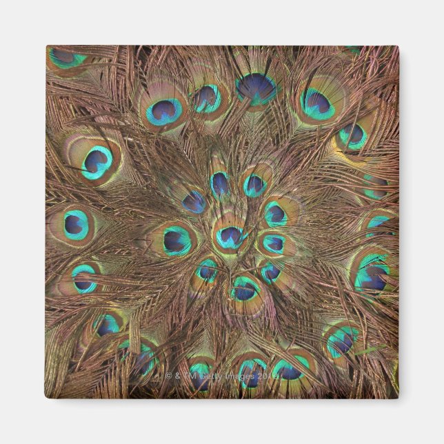 Pfauenfedern Magnet (Vorne)