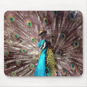 Pfauenfedern Mousepad