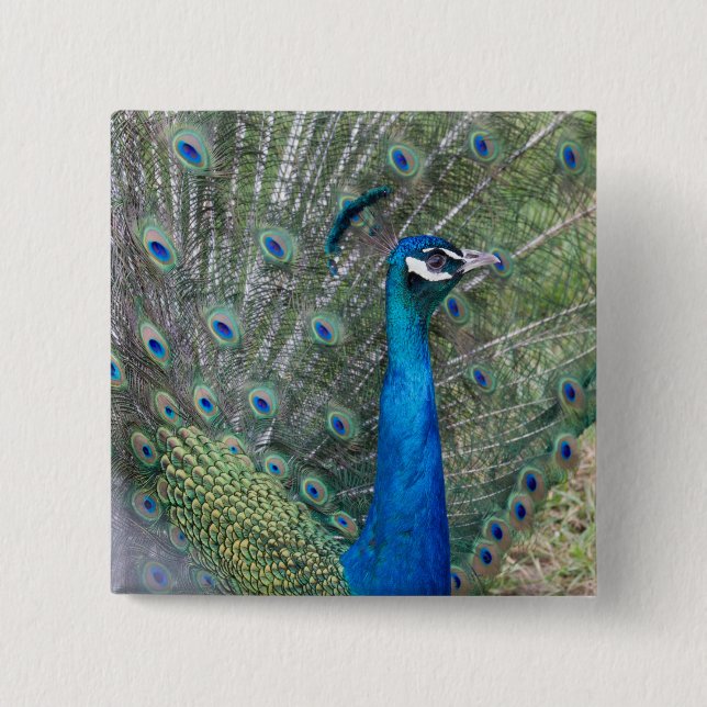 Pfauenfotografie Button (Vorderseite)
