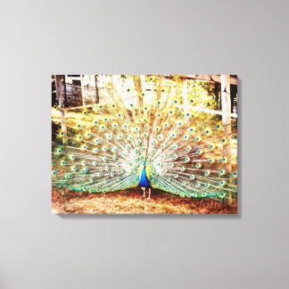 Pfauengepflasterte Canvas Print Leinwanddruck