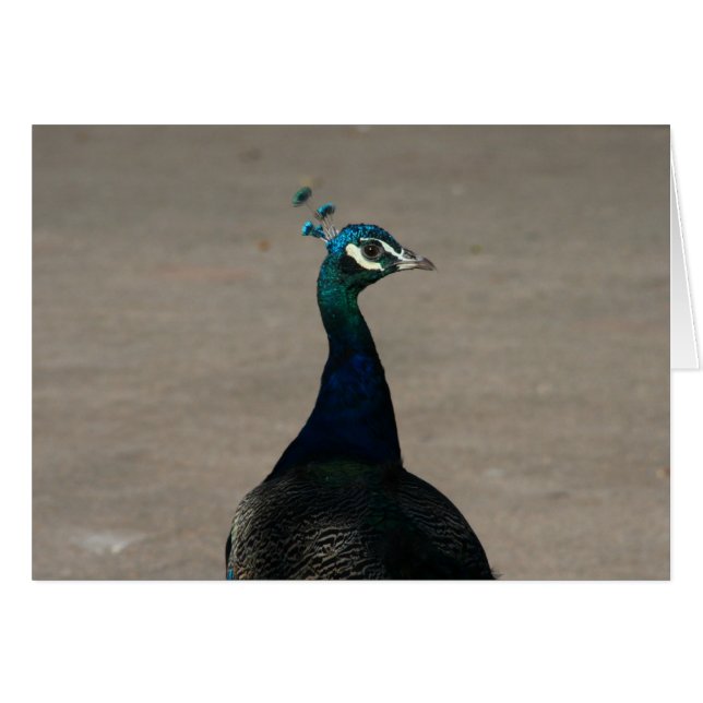 Pfauengesicht (Vorderseite (Horizontal))