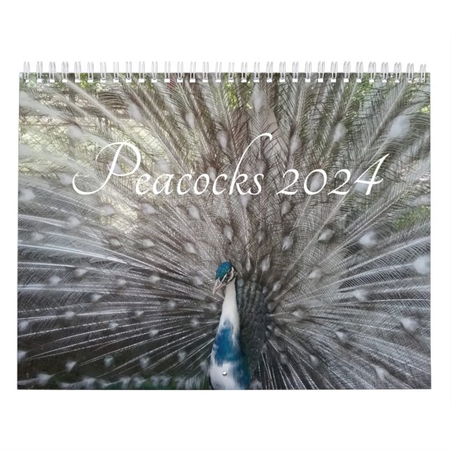 Pfauenkalender 2024 kalender (Titelbild)