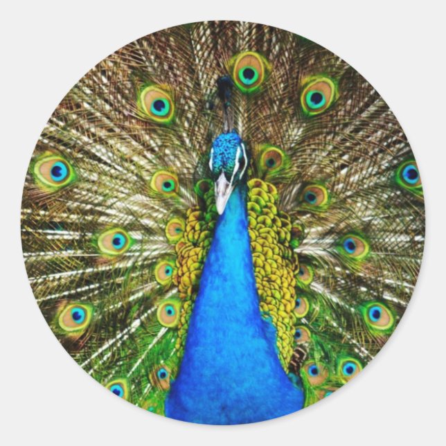 Pfauenkleber Runder Aufkleber (Vorderseite)