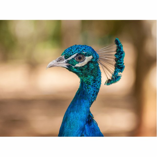 Pfauenkopf Freistehende Fotoskulptur (Vorne)