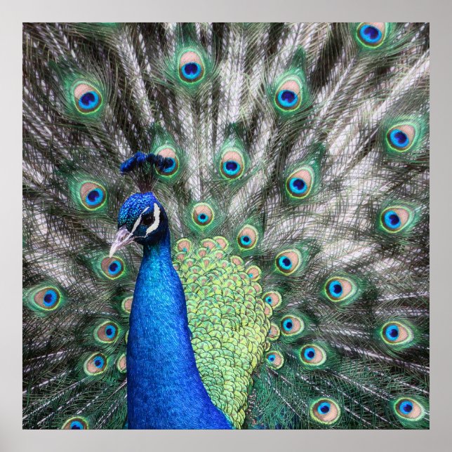 Pfauenmalerei, die seine Federn verbreitet Poster (Vorne)