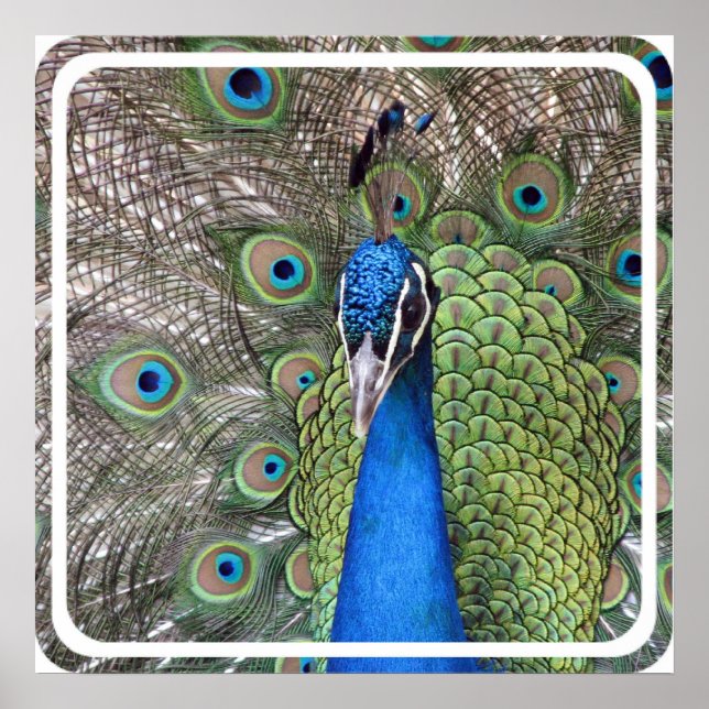 Pfauenplakat drucken poster (Vorne)
