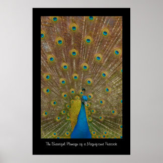 Pfauenplakat drucken poster