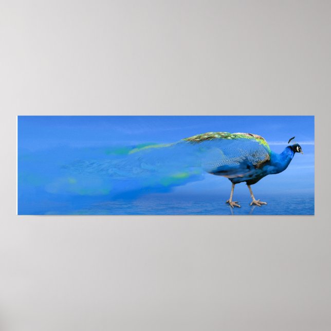 Pfauenplakat Poster (Vorne)