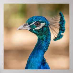 Pfauenplakat Poster