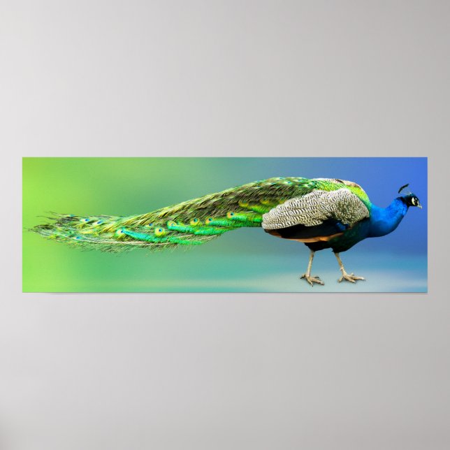 Pfauenplakat Poster (Vorne)