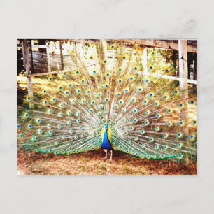 Pfauenpostkarte Postkarte